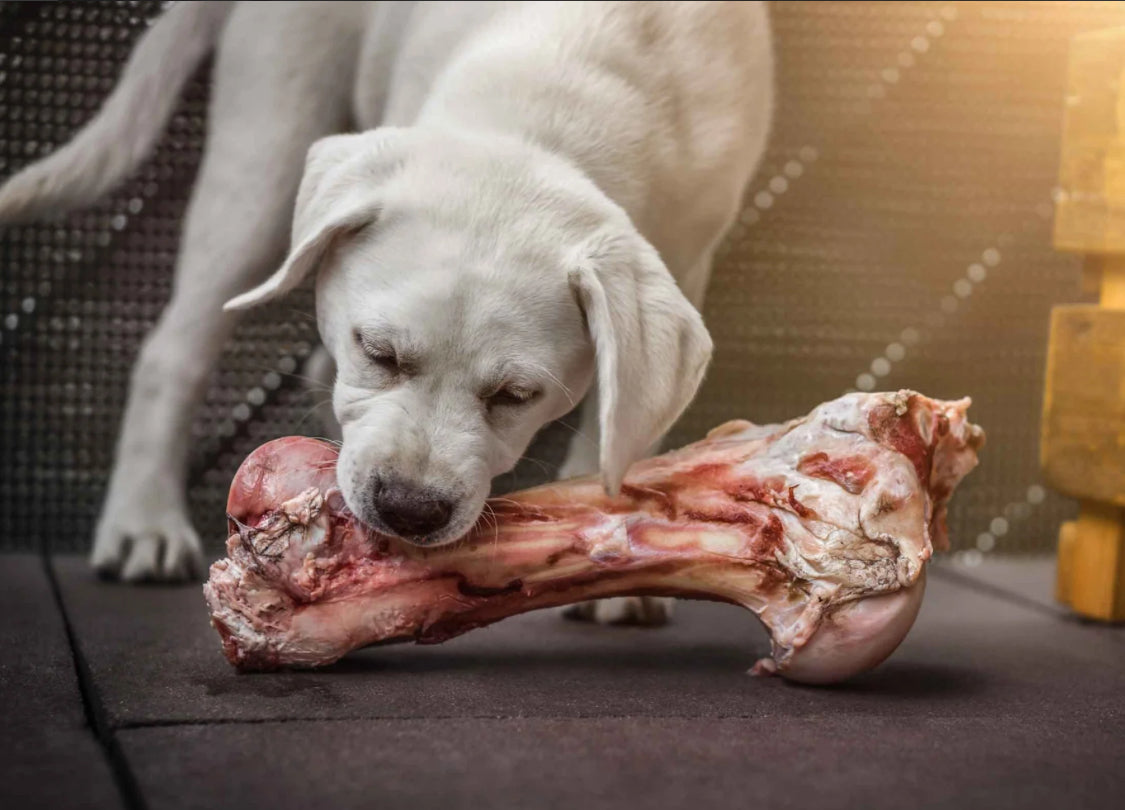 Bison Knuckle and Femur Bones