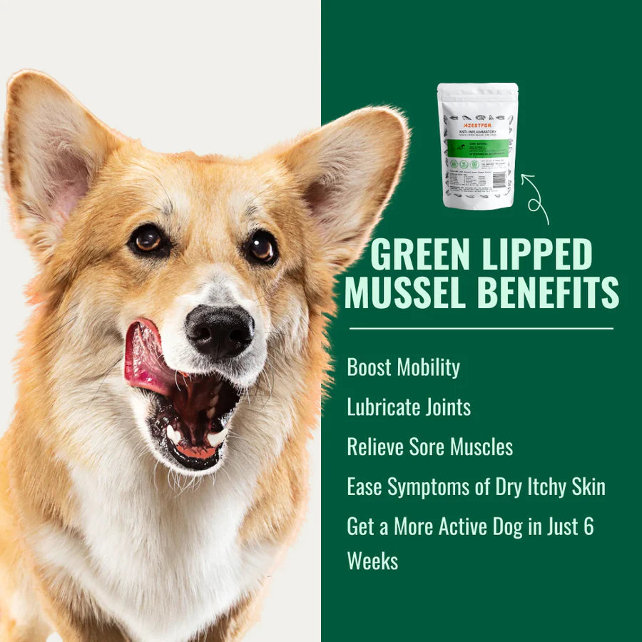 Azestfor Green Lipped Mucle Powder