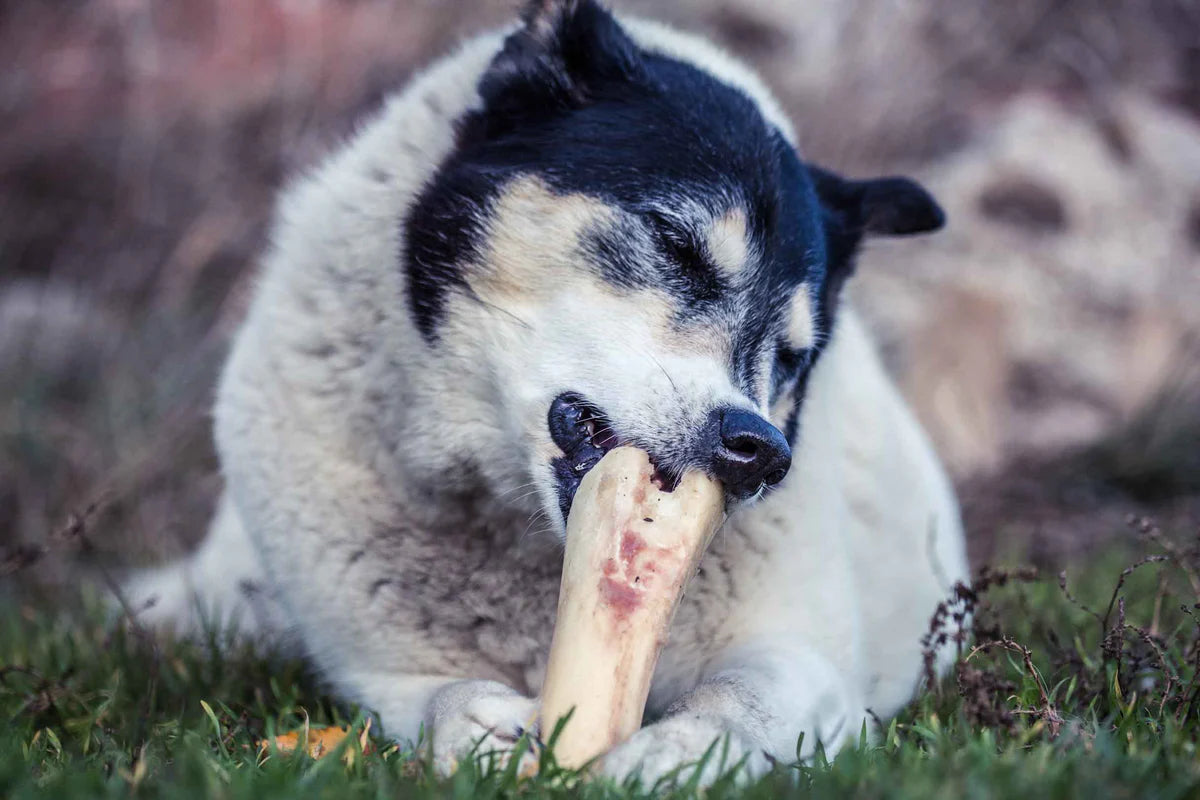 Raw Bison Bones